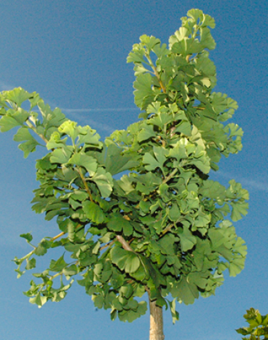 Ginko ´Mariken´ na kmínku