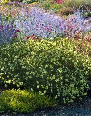 Krásnoočko přeslenité Moonbeam