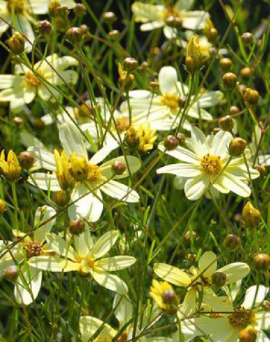 Krásnoočko přeslenité Moonbeam