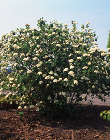 Kalina vrásčitolistá 80l