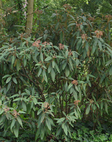 Kalina vrásčitolistá 80l