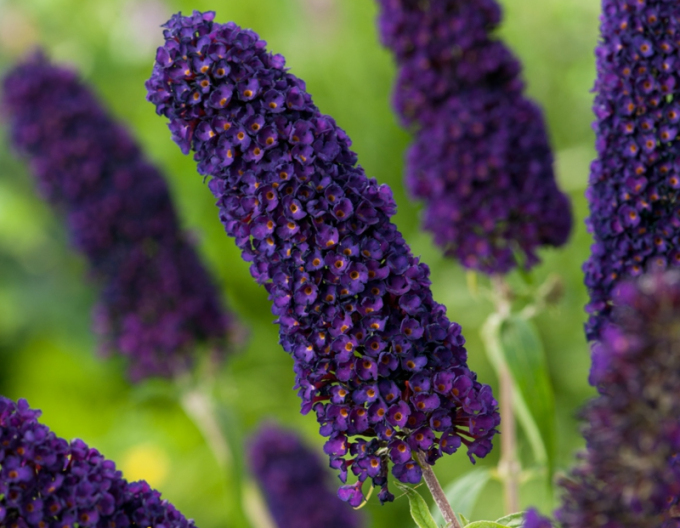 Budleja davidii Black Knight
