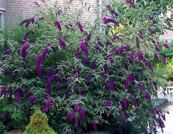 Budleja davidii Black Knight