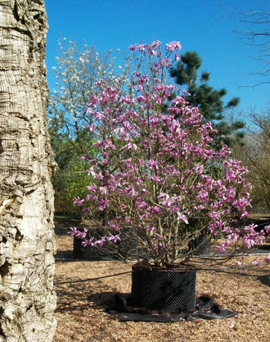 Šácholan ´Susan´ víckmen