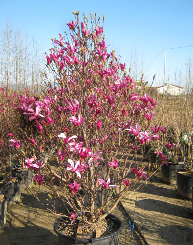 Šácholan ´Susan´ víckmen