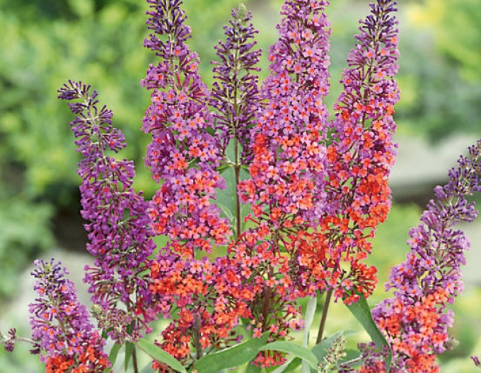 Budleja davidii Flower Power