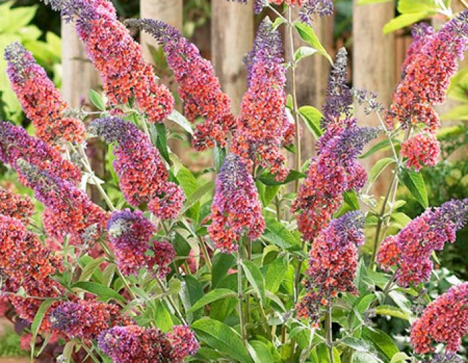 Budleja davidii Flower Power