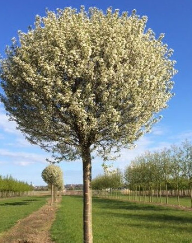 Třešeň křovitá ´Umbraculifera´ na kmínku 180cm