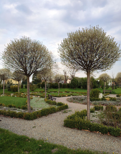 Třešeň křovitá ´Umbraculifera´ na kmínku 180cm