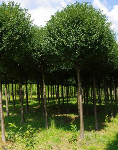 Třešeň křovitá ´Umbraculifera´ na kmínku 180cm