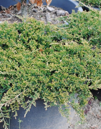 Jalovec Wiltonii