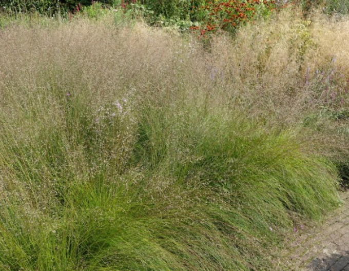 Sporobolus heterolepis