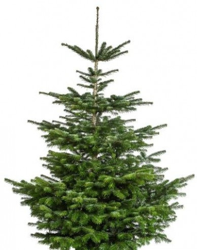 Jedle kavkazská EXELLENT řezaná 175/200cm