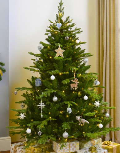 Jedle kavkazská EXELLENT řezaná 200/225cm