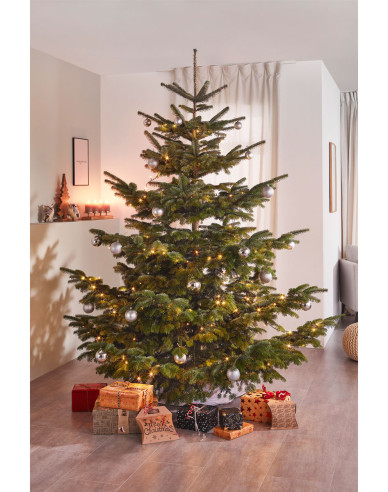 Jedle kavkazská EXELLENT řezaná 250/300cm