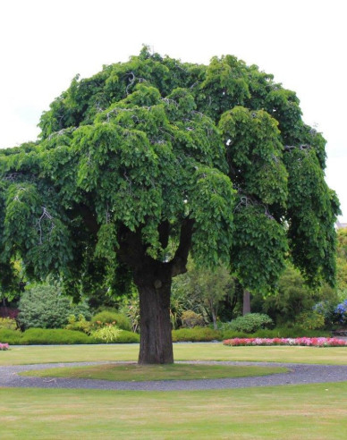 Jilm horský Pendula