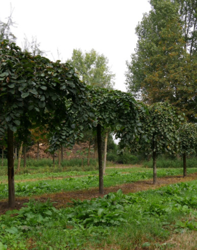 Jilm horský Pendula