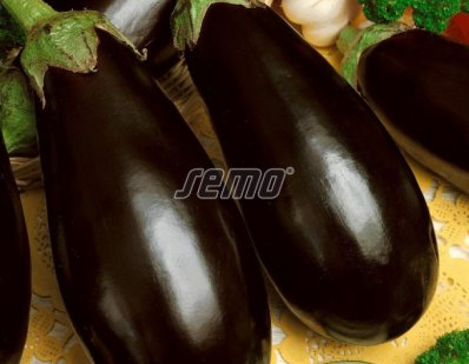 Semo Lilek vejcoplodý ´Krasan´