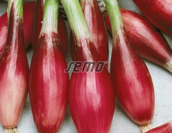Semo Cibule kuchyňská ´Směs barev´ svazková