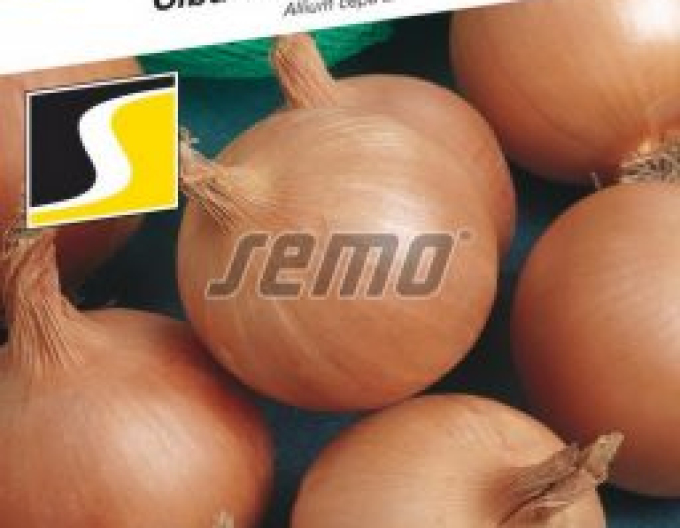 Semo Cibule kuchyňská ´Lusy´