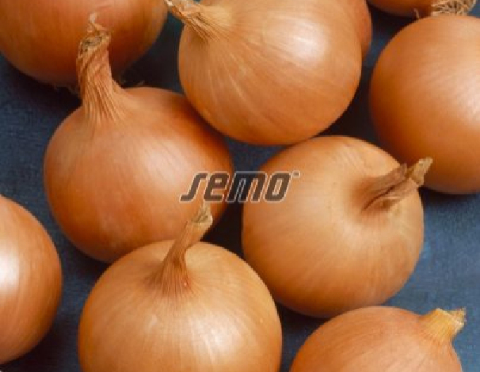 Semo Cibule kuchyňská ´Lusy´