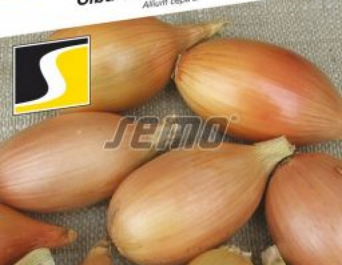 Semo Cibule kuchyňská Elista