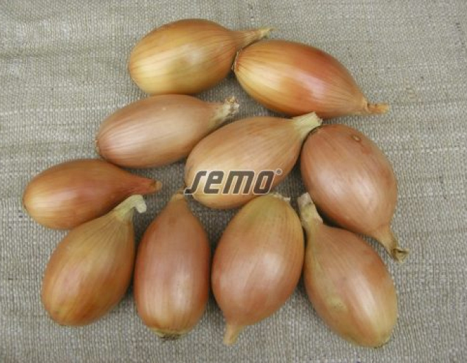 Semo Cibule kuchyňská Elista