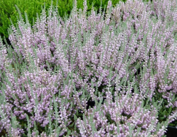 Heather ´Silver Knight´