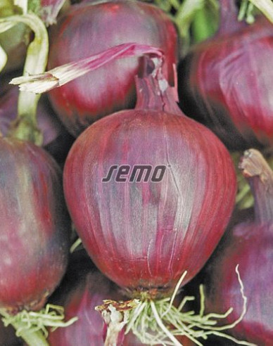 Semo Cibule kuchyňská Lilia