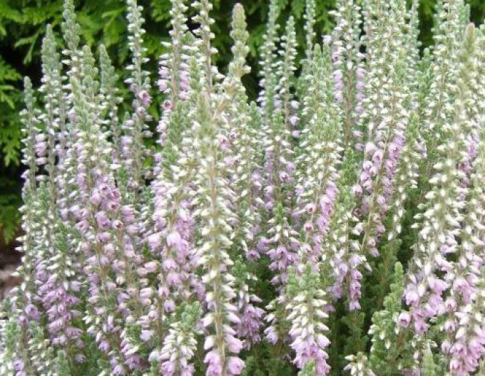 Heather ´Silver Knight´