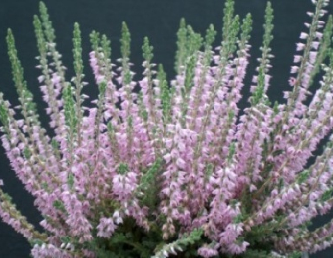Heather ´Silver Knight´