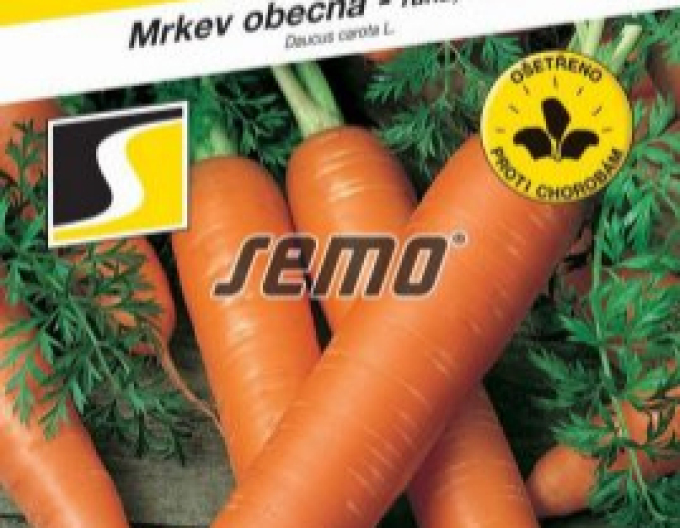 Semo Mrkev obecná Lenka