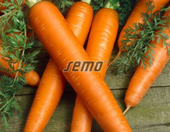 Semo Mrkev obecná Lenka