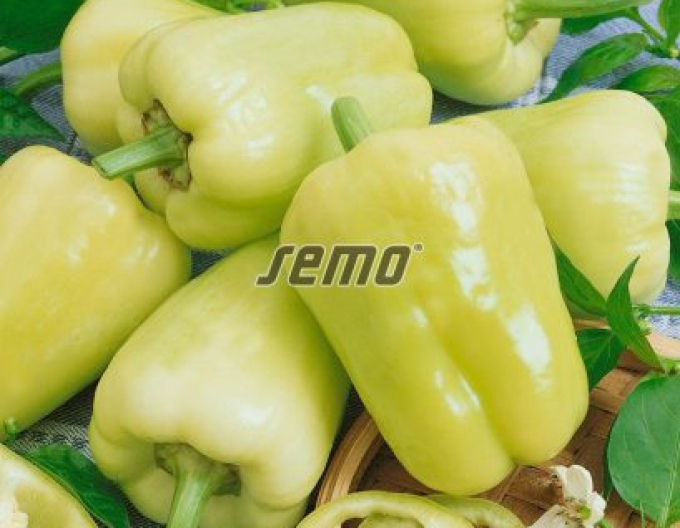 Semo Paprika roční Kvadry F1