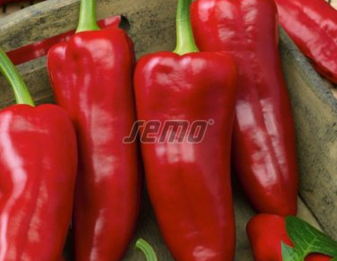 Semo Paprika roční ´Radmila F1´