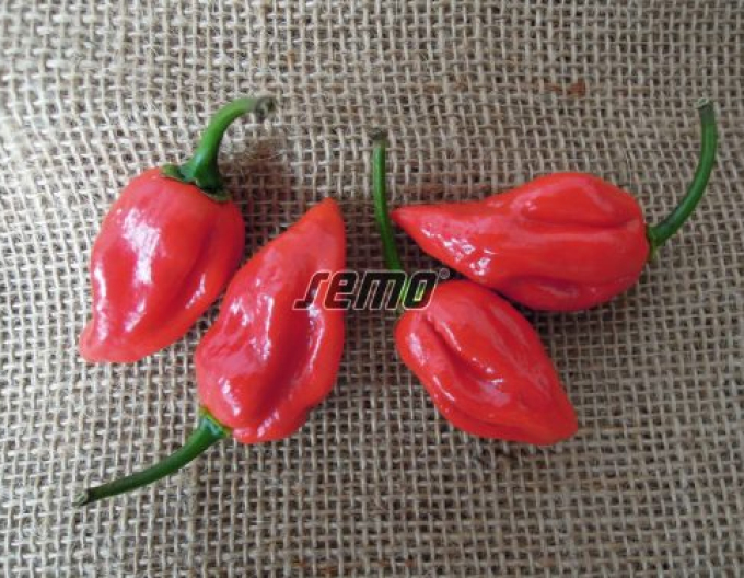 Semo Paprika roční Habanero Red