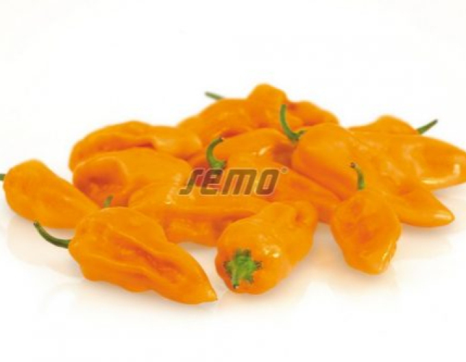 Semo Paprika roční ´Bhut Jolokia Orange´