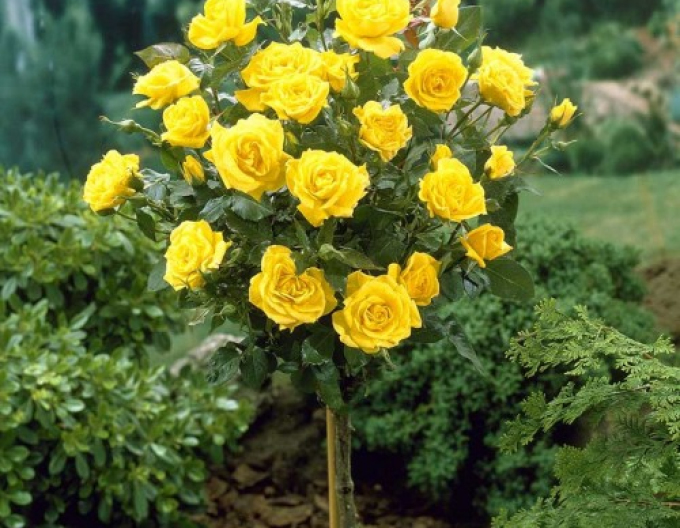 Stromková růže Yellow