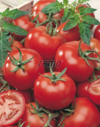 Semo Rajče tyčkové Niki Zel F1