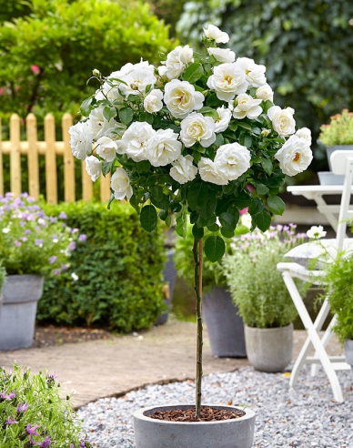 Stromková růže Helenka