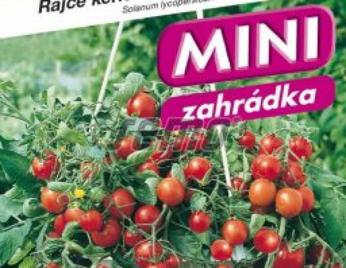 Semo Rajče keříčkové Tumbling Tom Red