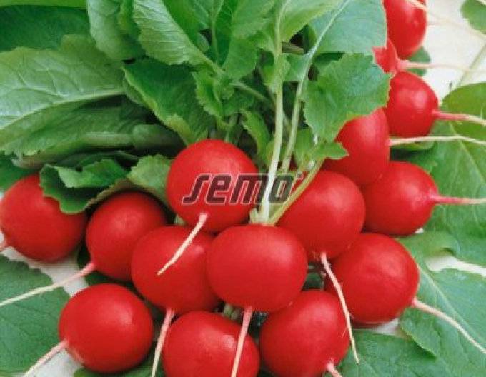 Semo Ředkvička Cherry Belle