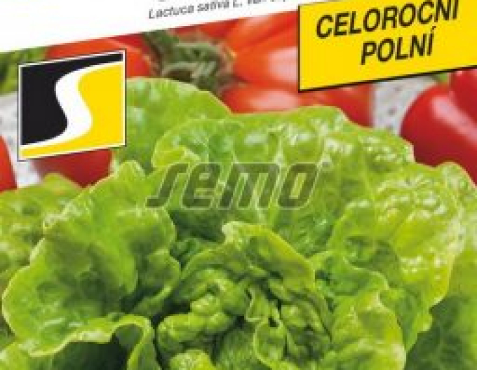 Semo Salát hlávkový Safírus