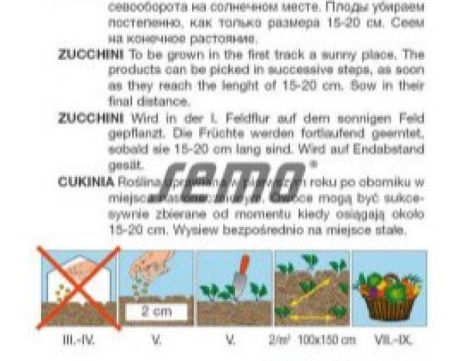 Semo Tykev cuketa Bush Baby F1