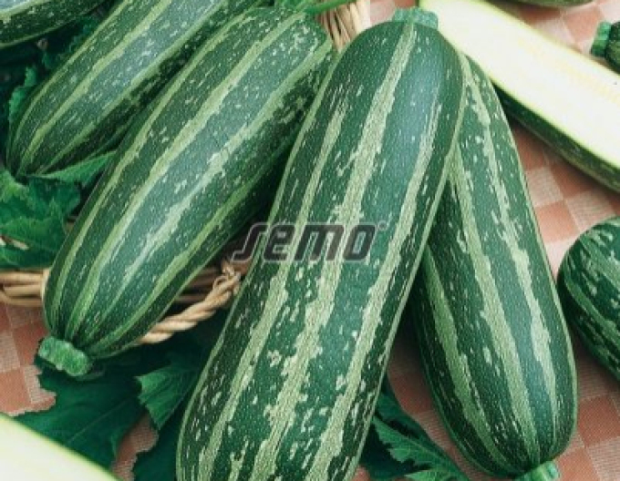 Semo Tykev cuketa Bush Baby F1