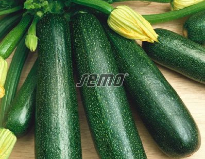Semo Tykev cuketa Startgreen F1