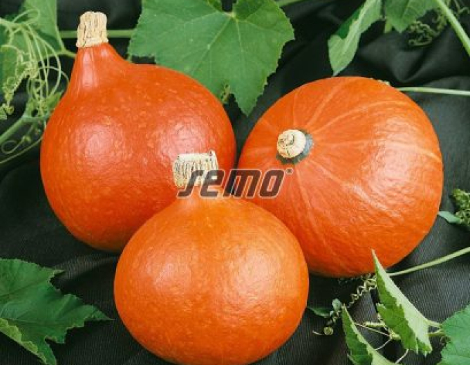 Semo Tykev velkoplodá Hokkaido Orange