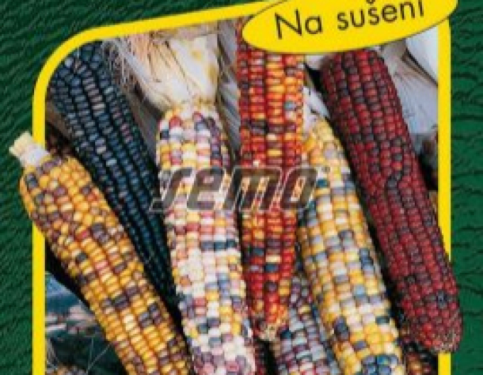 Semo Okrasná kukuřice  Multicolor