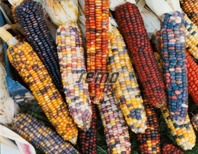 Semo Okrasná kukuřice  Multicolor