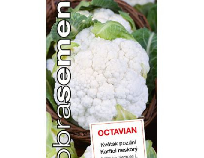 Dobrá semena Květák ´Octavian´
